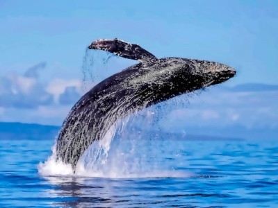 Humpback-whale-watch